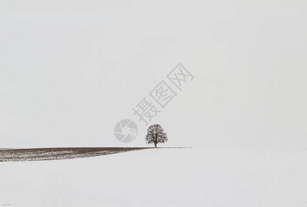 雪原上孤独的树图片