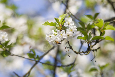 春天樱花盛开在樱花树枝上图片
