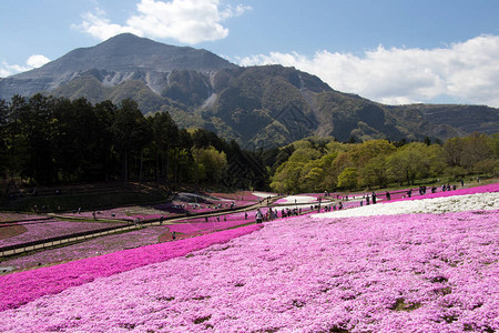 在日本关藤田崎玉县日志山公园Thitama的花朵粉色苔丝图片