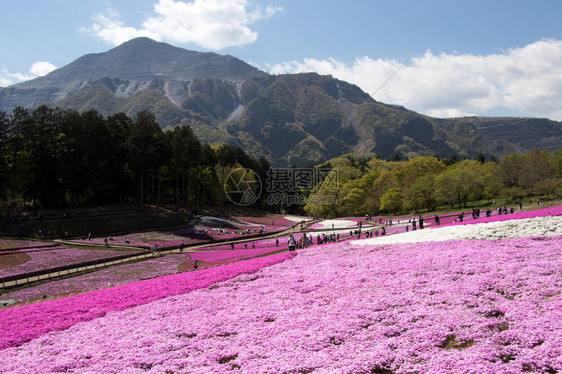 在日本关藤田崎玉县日志山公园Thitama的花朵粉色苔丝图片