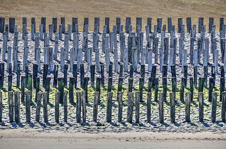 荷兰布列斯肯附近海岸防卫部队在巴萨尔特坡上六行木电杆作为Breskens附近的图片