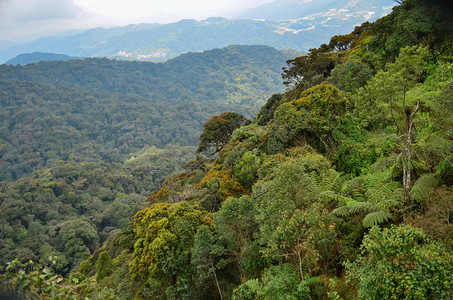 绿色热带雨林图片