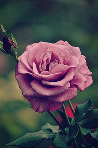 紫玫瑰花的封闭和模糊的图片