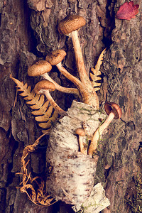 蘑菇树皮和树皮上林叶的装饰成分图片