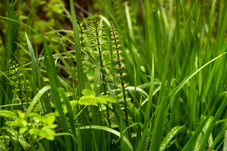 植物本底雨密后有小马尾图片