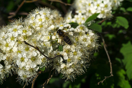 蜜蜂采集白色绣线菊花序的花蜜图片