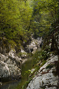 在热带森林中一条小溪的小溪的闪光石峡谷有皱图片