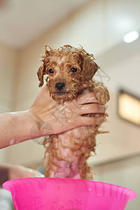 清洁小狗洗淋浴图片