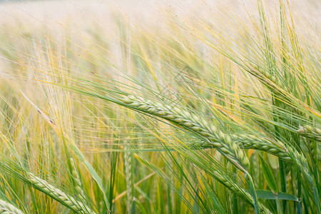 麦田麦田上的绿色麦穗草甸麦田成熟的背图片