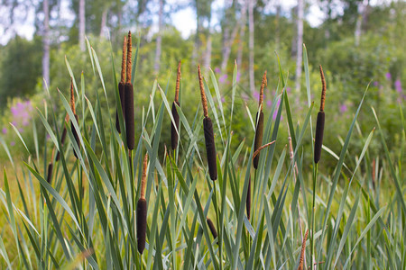 沼泽森林中盛开的棕色芦苇图片