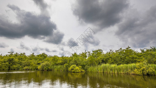 湖岸风景与和Typha及沼泽前哨在阴云图片