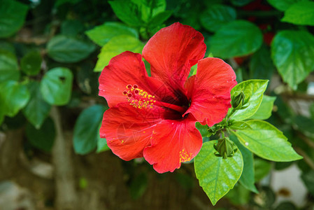 花园里放着水滴的红希比沙花图片