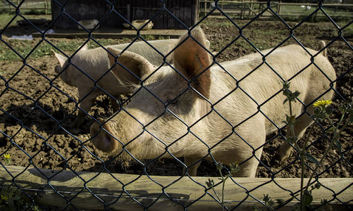 农场猪肉类行业细节图片