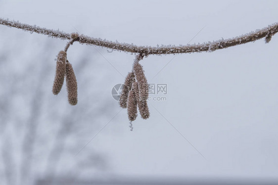 冻霜覆盖的花茎图片