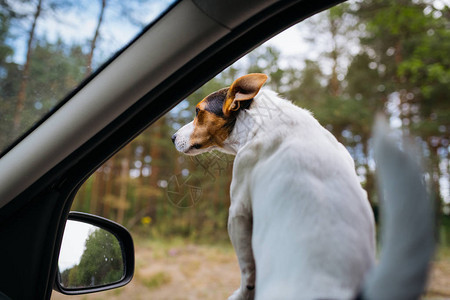 小狗品种杰克罗素泰里尔从车窗外看图片