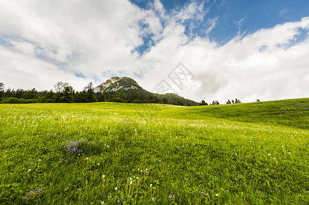 奥地利森林田野牧场和草原的地貌以绿山为背景图片