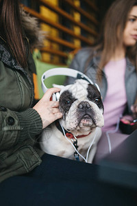 可爱的法国斗牛犬在自助食堂听音乐有选择地关注图片