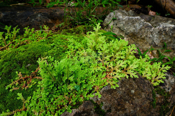 新鲜卷柏的特写涉及蕨类植物雨林中生长的小图片