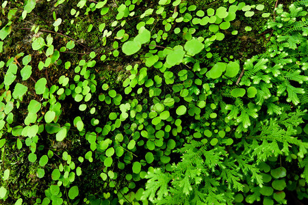 植物背景三氯硝基苯乙二Kuntze图片