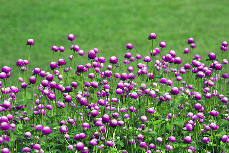 花园里的全球苋菜花图片