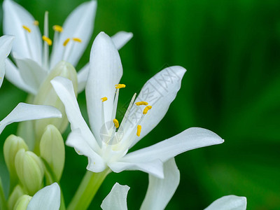 CardwellLily或北部圣誕花朵防腐图片