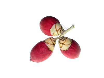 白色背景的红色马尼拉棕榈水果Veitchiamerr图片