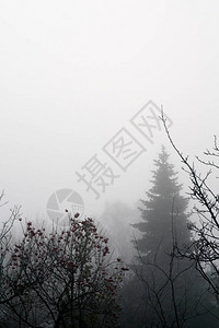 深薄的浓雾和遥远的树木秋图片