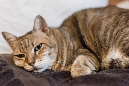 懒,懒又滑稽的小猫咪背景