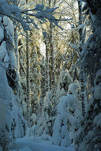 a北冬寒雪林的碎片由低地太阳光照亮图片