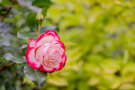 夏季盛开的粉红玫瑰背景图片