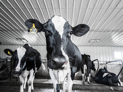 一群黑白的荷斯丁奶牛在牛棚里站立用宽阔的角度观察镜头图片