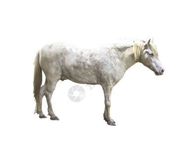 白色的马背景图片