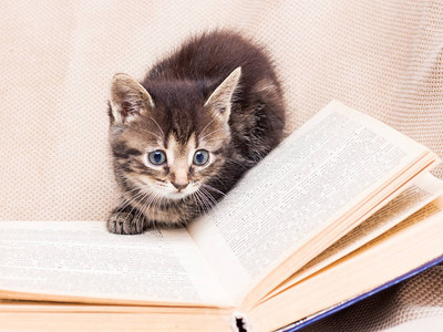 这只小猫在一本公开的书周围玩耍图片