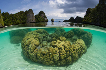 美丽的珊瑚在印度尼西亚四王群岛温暖的海水中茁壮这个偏远的热带地区因其极高的海洋生物多样而被称为珊图片