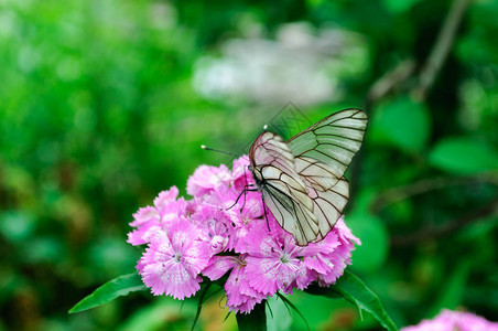 白蝴蝶在粉红色的DianthusBarbat图片