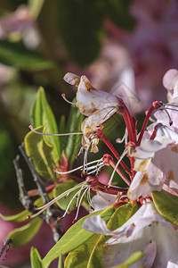 俄勒冈的Rhododendendrons图片