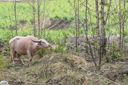 在泰国的一个农场里有白化病水牛背景图片
