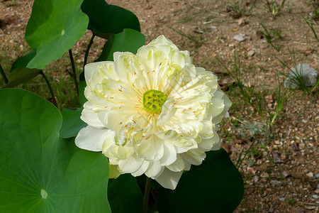 青白莲花图片