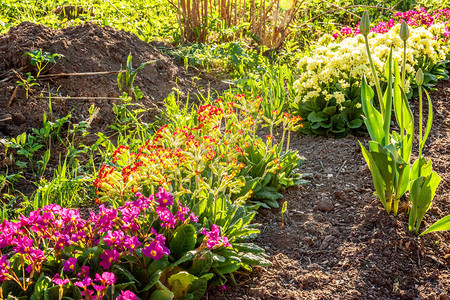 PrimrosePrimula与粉红色的花朵在柔和的阳光和模糊的散景背下图片