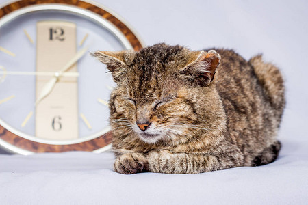 猫在时钟附近睡觉时钟显示您想要的时间呆滞的猫睡图片