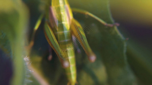 蚱蜢背上光影的昆虫宏玩图片