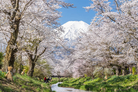 春季忍野八海的樱花树和富士山图片