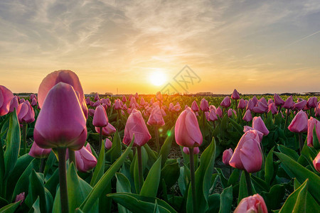 荷兰美丽的郁金树田春天在日出天空下在荷兰图片