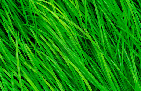 秸秆豌长着叶子的绿草天然绿色茎草纹理背景有机和健康的背景有机背景