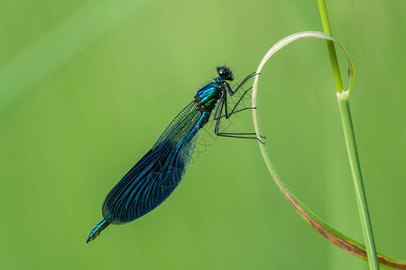 美丽的自然风光与带状蓑羽Caopteryxsplendens自然栖息地草上带状蓑衣splendens图片