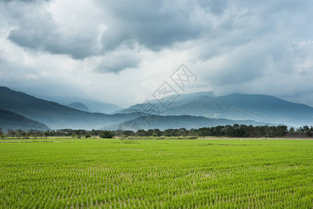 绿色稻田乡村景观图片