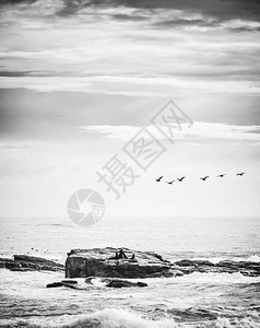 在南非卡普半岛好希望角附近岛屿上的黑白海鸟棕色海鸟图片