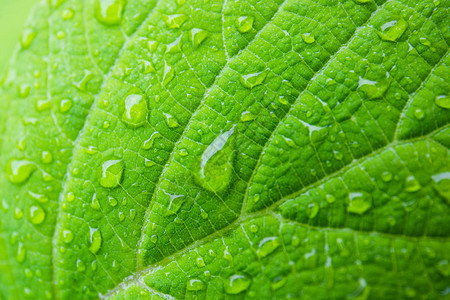 绿叶与水滴为背景雨滴宏图片
