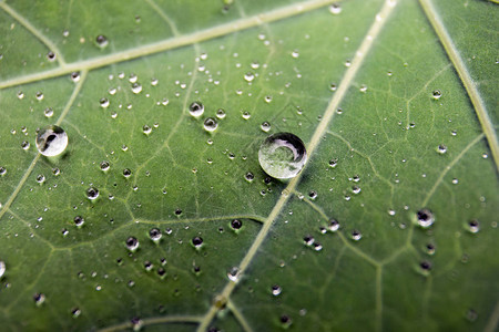 绿叶与水滴为背景雨滴宏图片