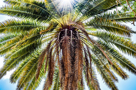 椰子棕榈树热带夏季度假加勒比岛景象图片